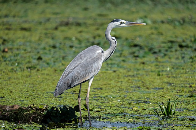 Ecotourism